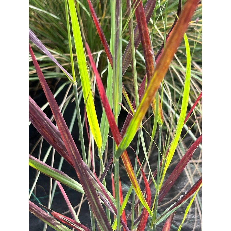Panicum virgatum Hot Rod’|1 Litre pot|2 Litre pot|9 cm pot