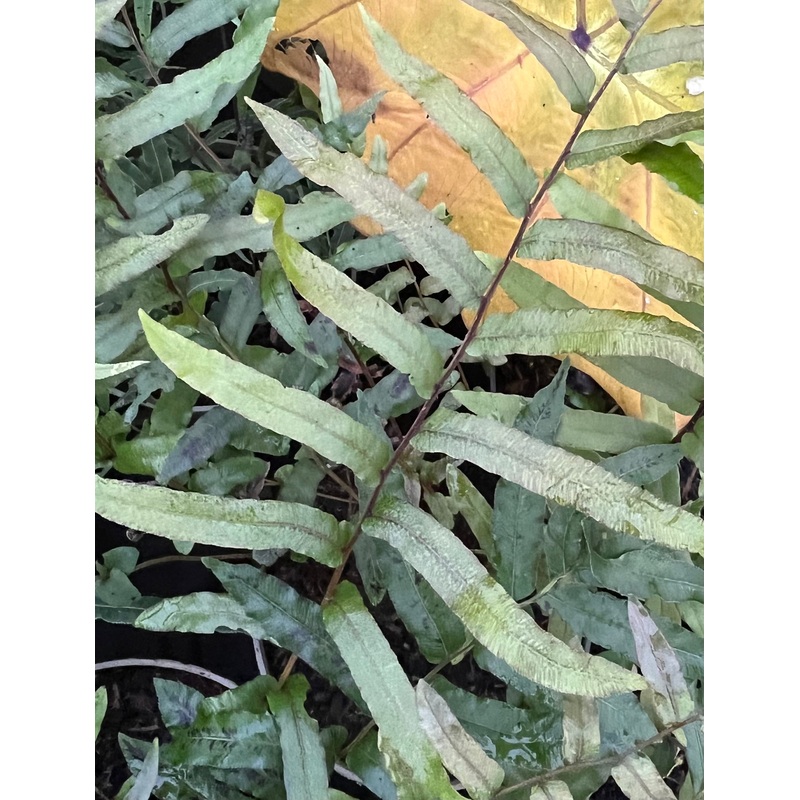 Parablechnum (Blechnum) minus|2 litre pot|1 Litre pot