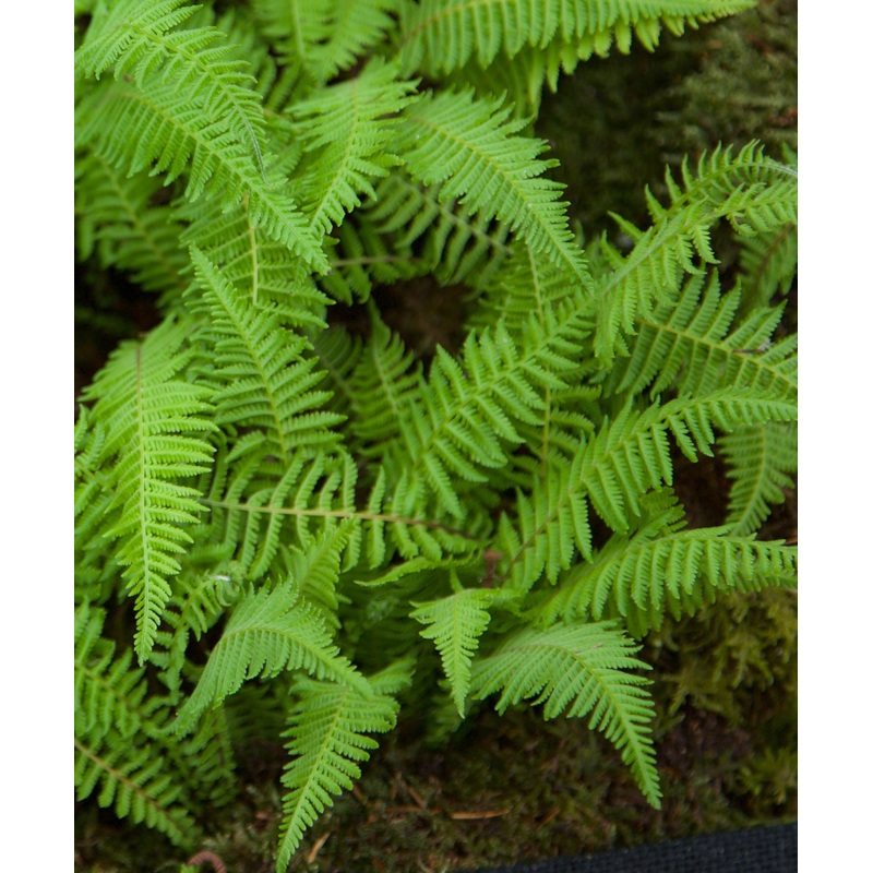 Parathelypteris beddomei|2 litre|9 cm pot|1 Litre pot