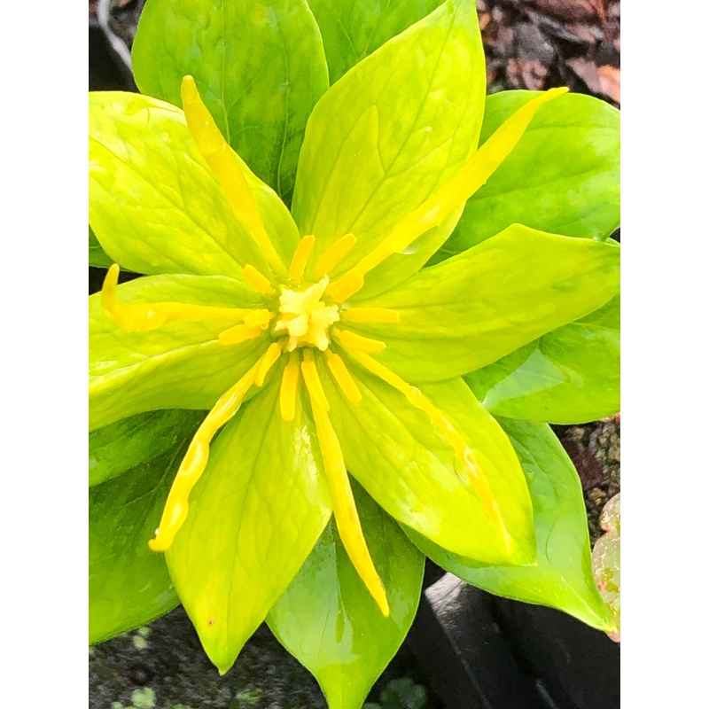 Paris polyphylla var. yunnanensis Alba