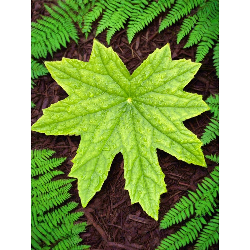 Peltoboykinia watanabei|9 cm pot