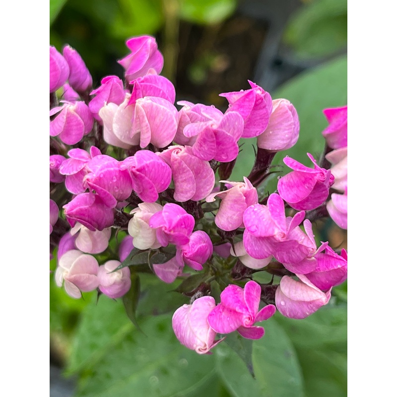 Phlox paniculata Butonik’|1 Litre pot|2 Litre pot