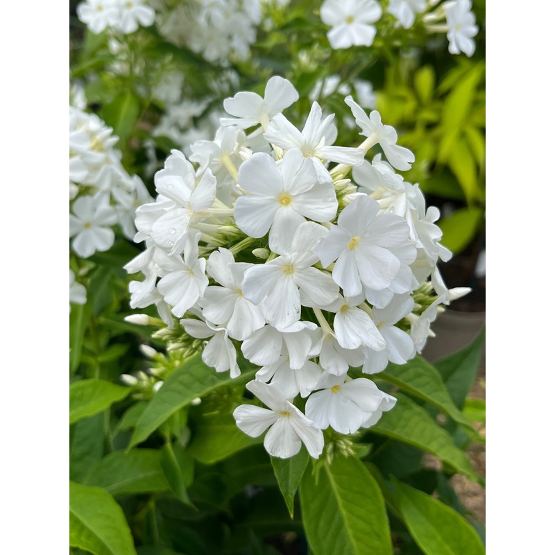 Phlox paniculata Mount Fuji’ (Fujiyama)