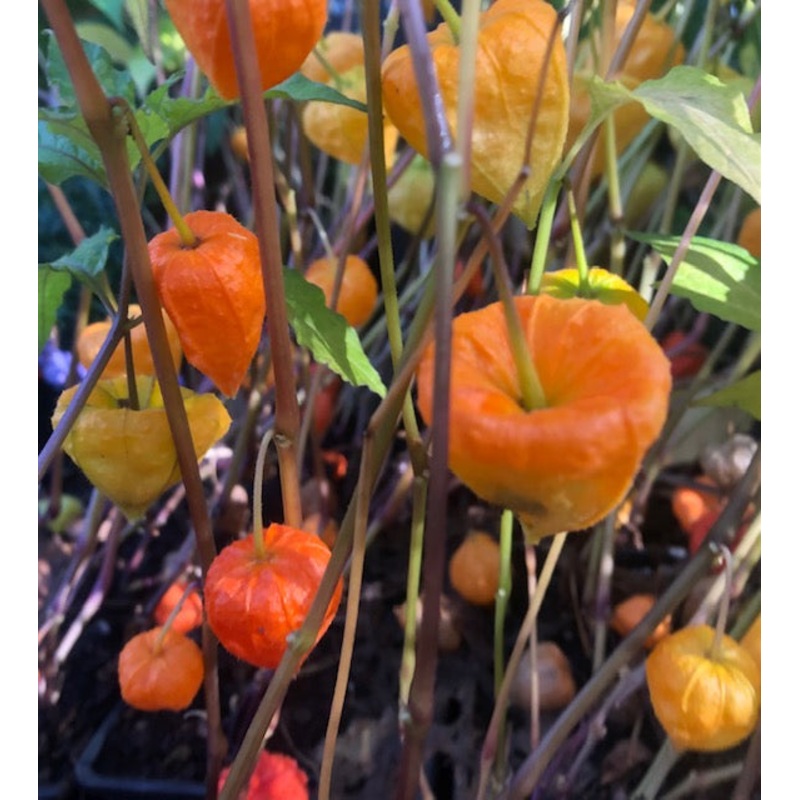Physaliastrum sinense (syn. Physalis sinensis) BSWJ 8093