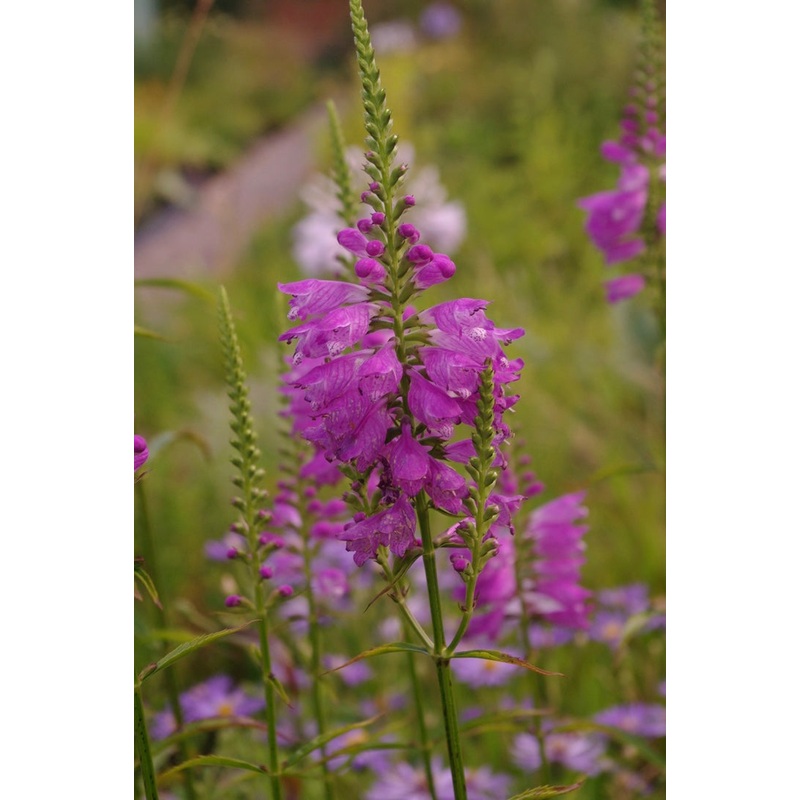 Physostegia virginiana var. speciosa Bouquet Rose