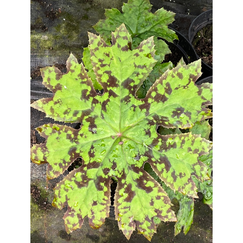 Podophyllum delavayi|1 litre pot|9 cm pot