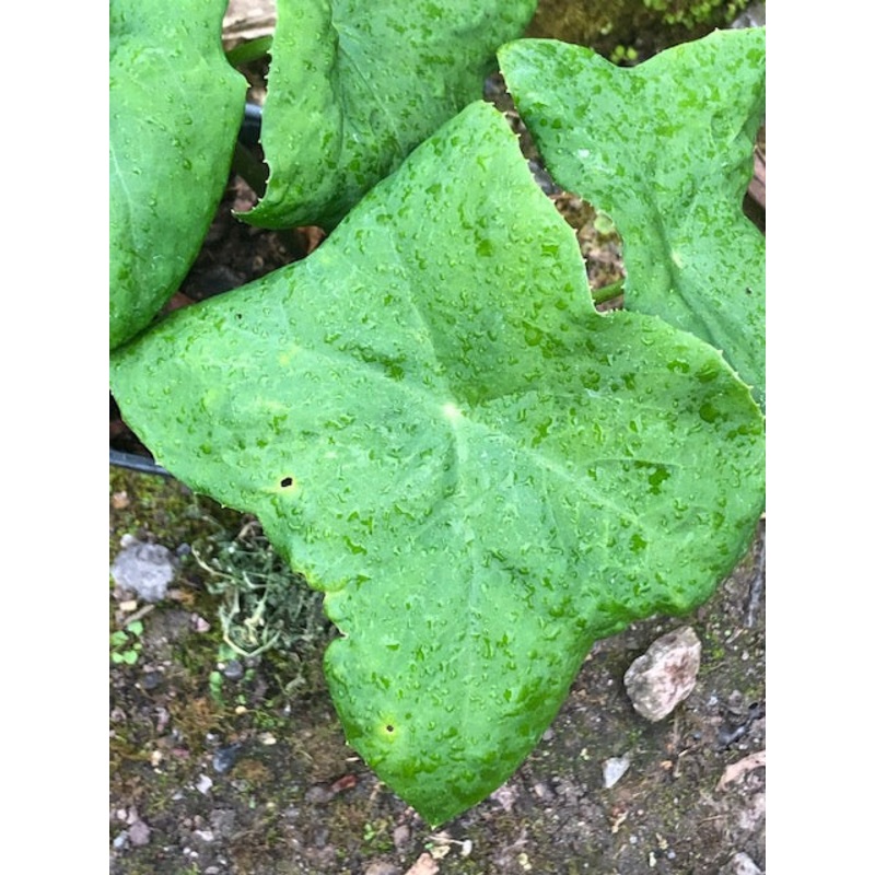 Podophyllum difforme|1 litre pot