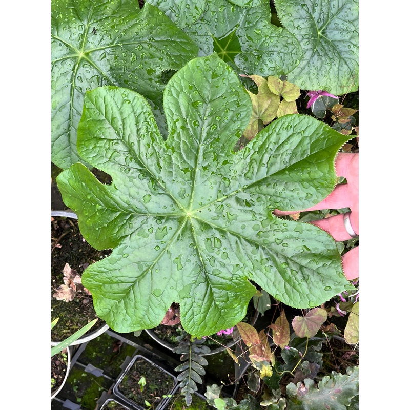 Podophyllum versipelle|1 litre pote|9 cm pot