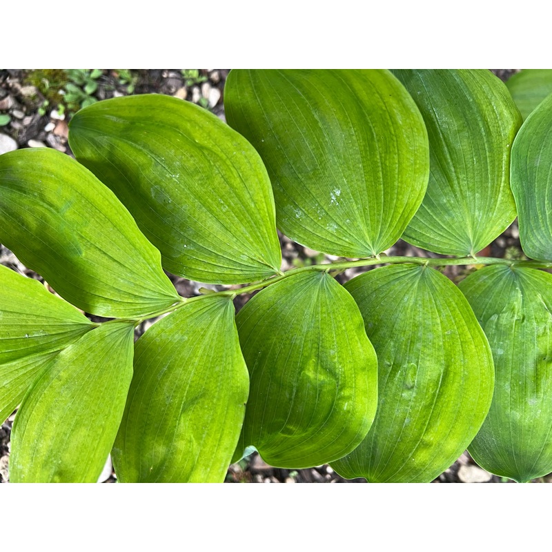 Polygonatum glaberrimum|1 Litre pot|2 Litre pot