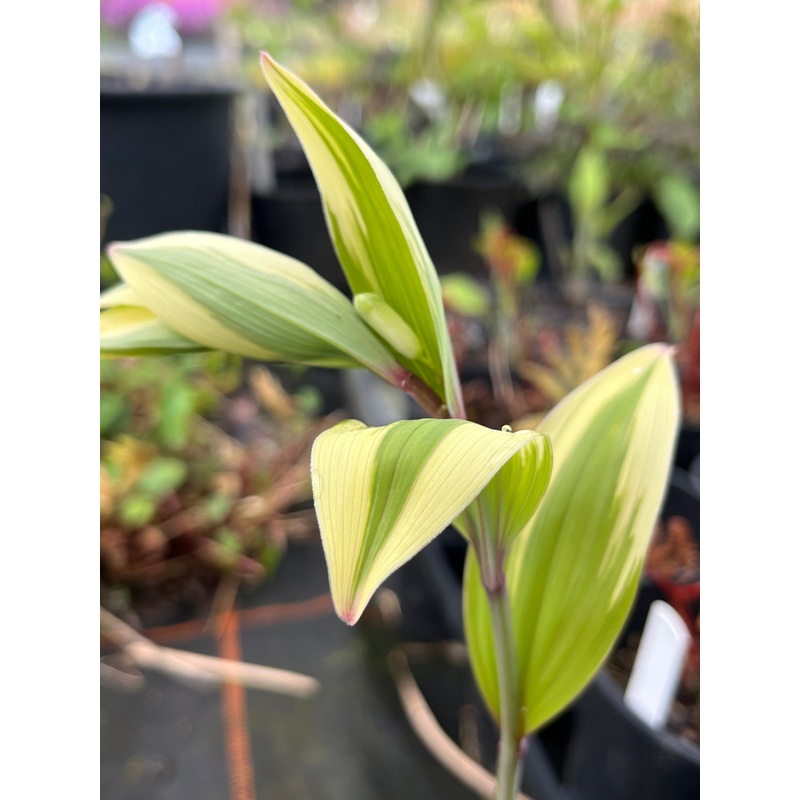 Polygonatum odoratum ‘Kayabanishiki’