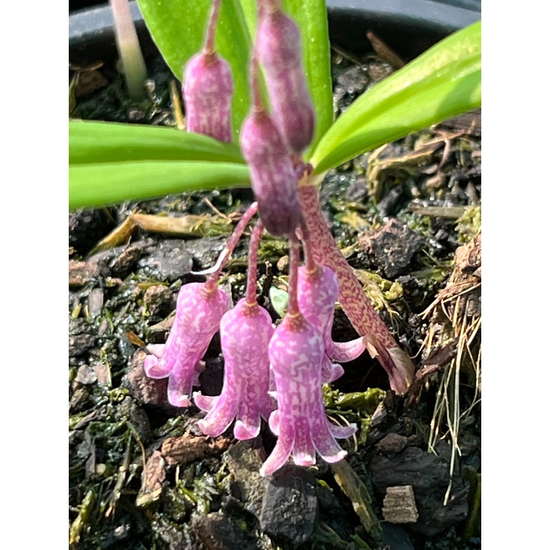 Polygonatum roseum SBQE 1310|9 cm pot|1 Litre pot