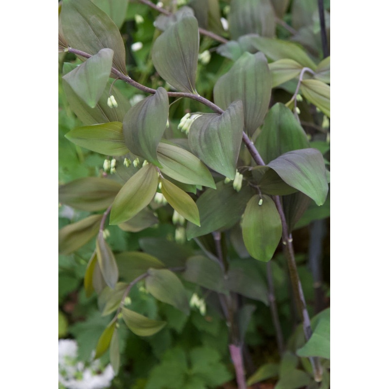 Polygonatum x hybridum Betberg