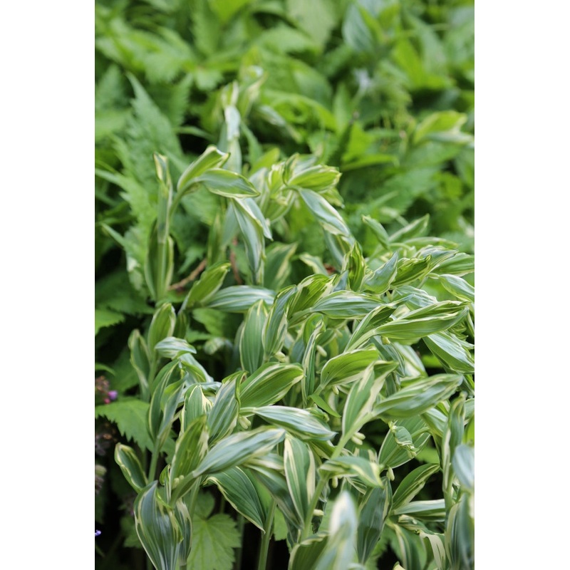 Polygonatum x hybridum Striatum