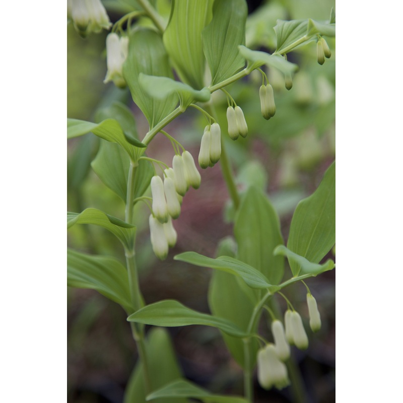 Polygonatum x hybridum ‘Weihenstephan’