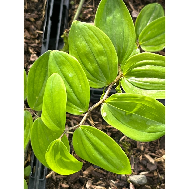 Polygonatum yunnanense|9 cm pot|1 Litre pot