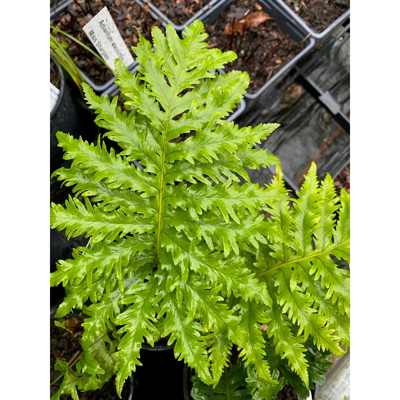Polypodium calirhiza ‘Sarah Lyman’