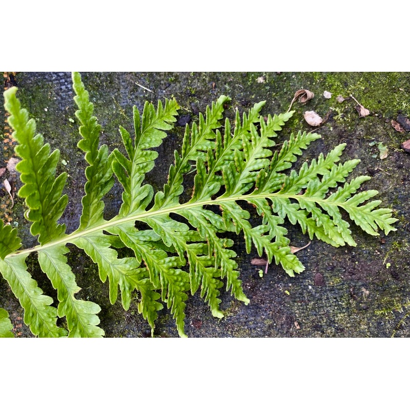Polypodium cambricum ‘Herbert Whitley’