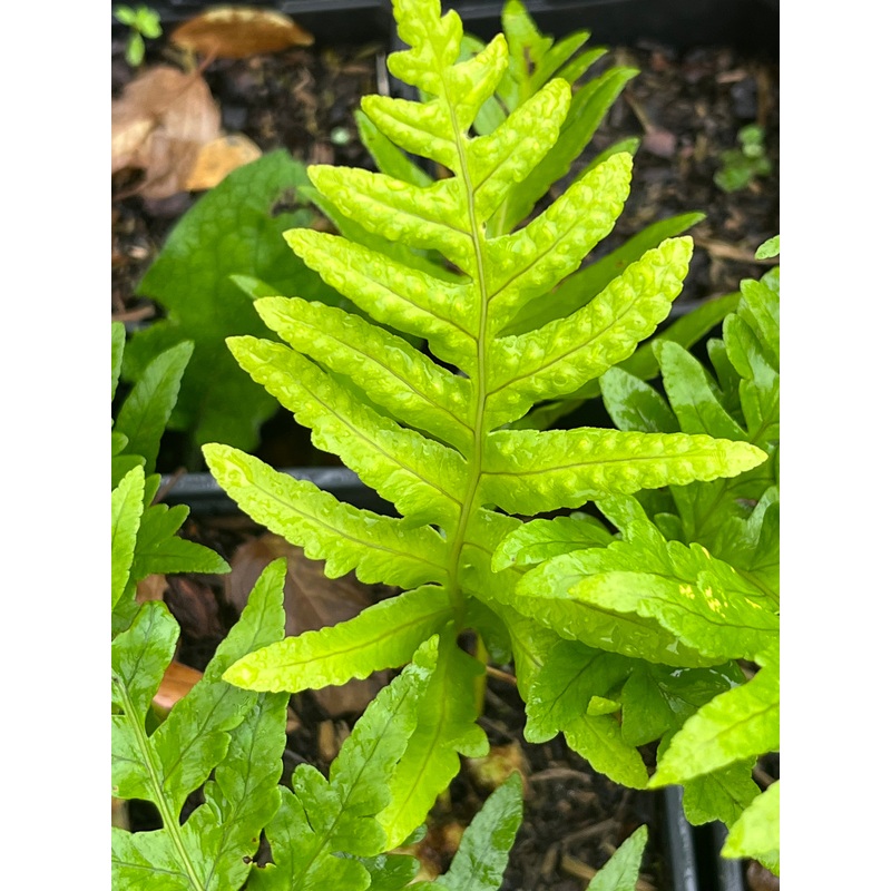Polypodium cambricum ‘Jubilee’