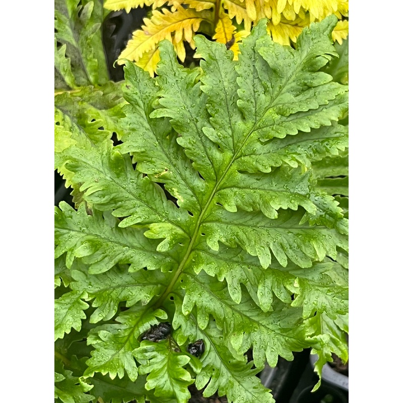 Polypodium cambricum ‘Wilharris’