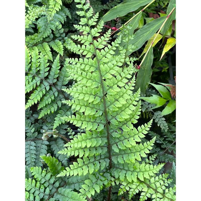 Polystichum woronowii|9 cm pot|2 Litre pot|1 Litre pot