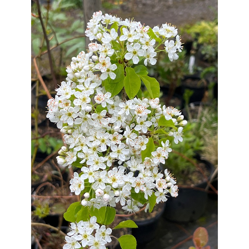 Prunus cerasus|2 Litre