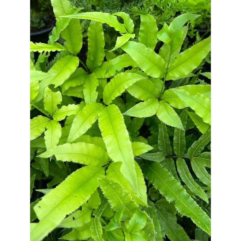 Pteris cretica|2 litre|1 Litre pot