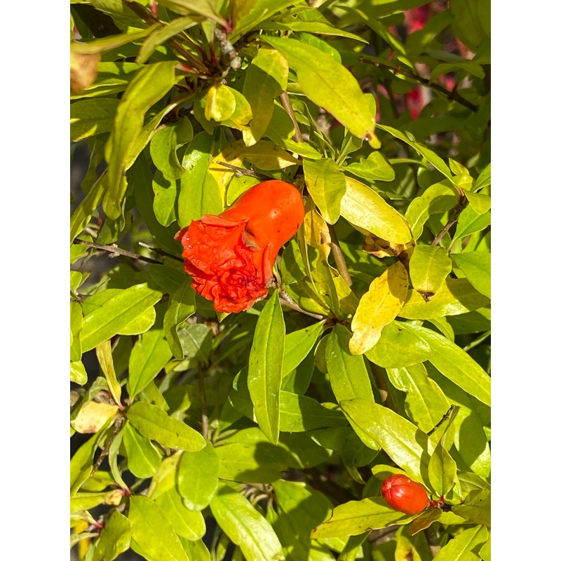 Punica granatum ‘Nana’|1 litre pot|2 litre|3 Litre pot