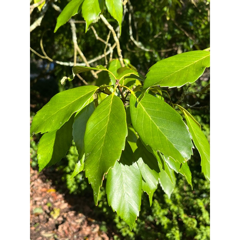 Quercus glauca|2 litre pot|3 Litre pot
