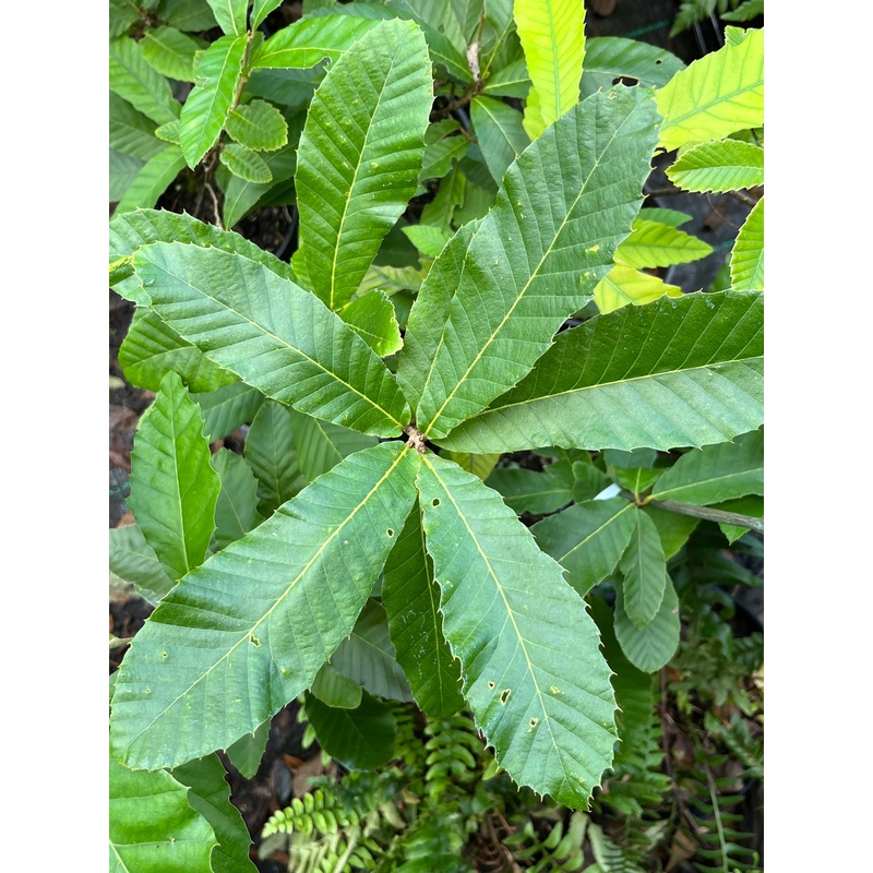 Quercus variabilis|2 litre|3 Litre pot