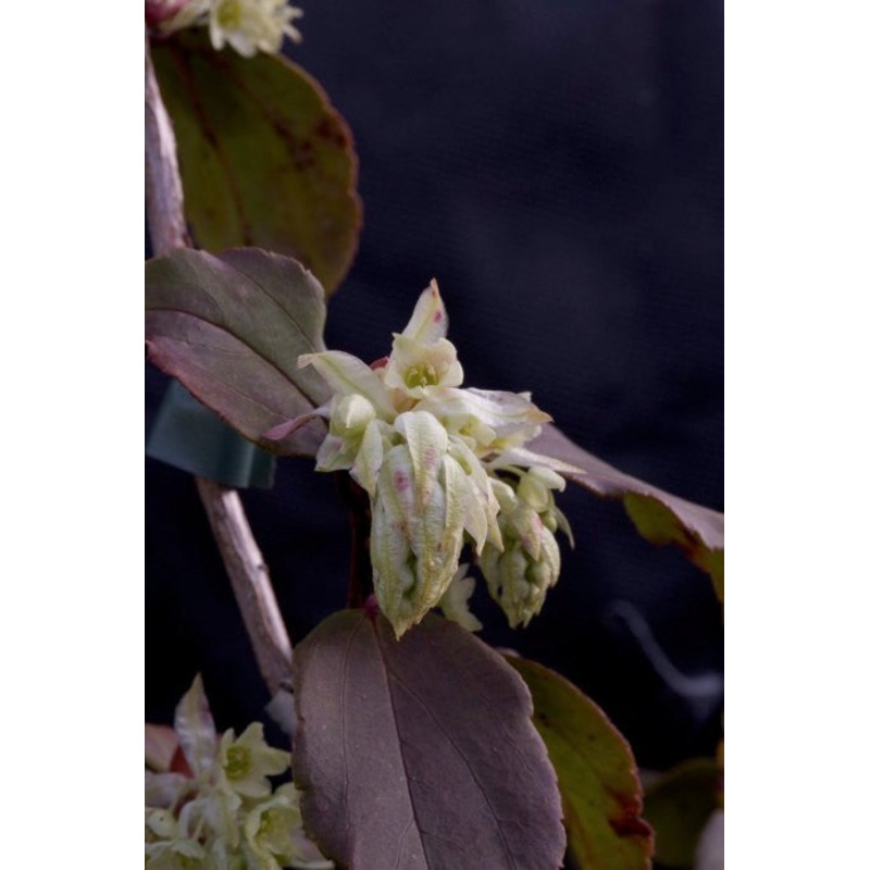 Ribes laurifolium ‘Amy Doncaster’