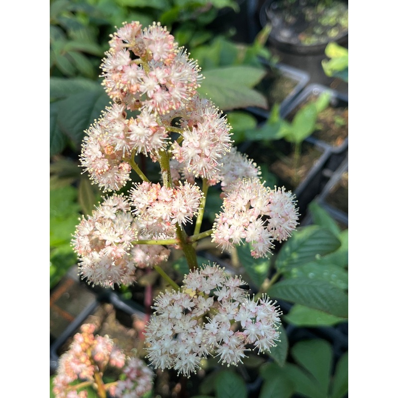 Rodgersia pinnata Jade Dragon Mountain’