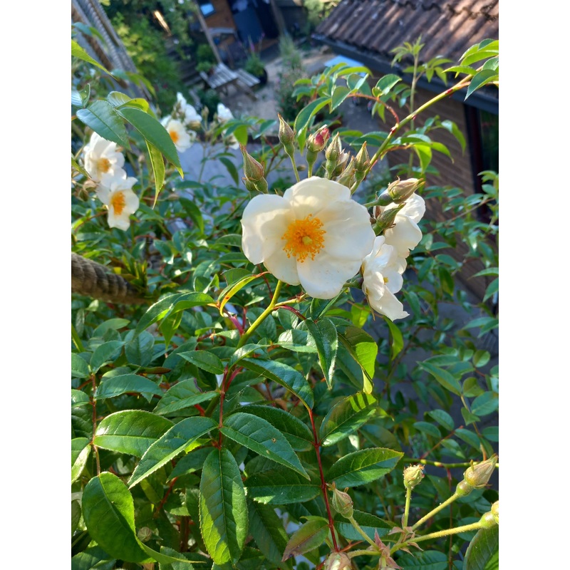 Rosa longicuspis|2 litre pot