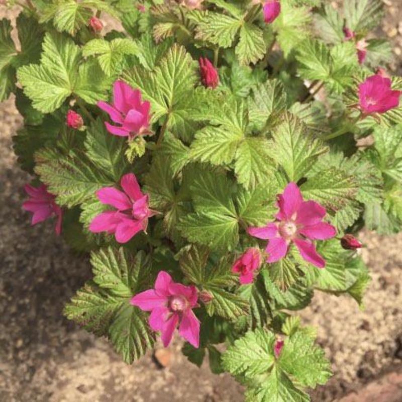 Rubus arcticus ‘Marika’|9 cm pot|1 Litre pot