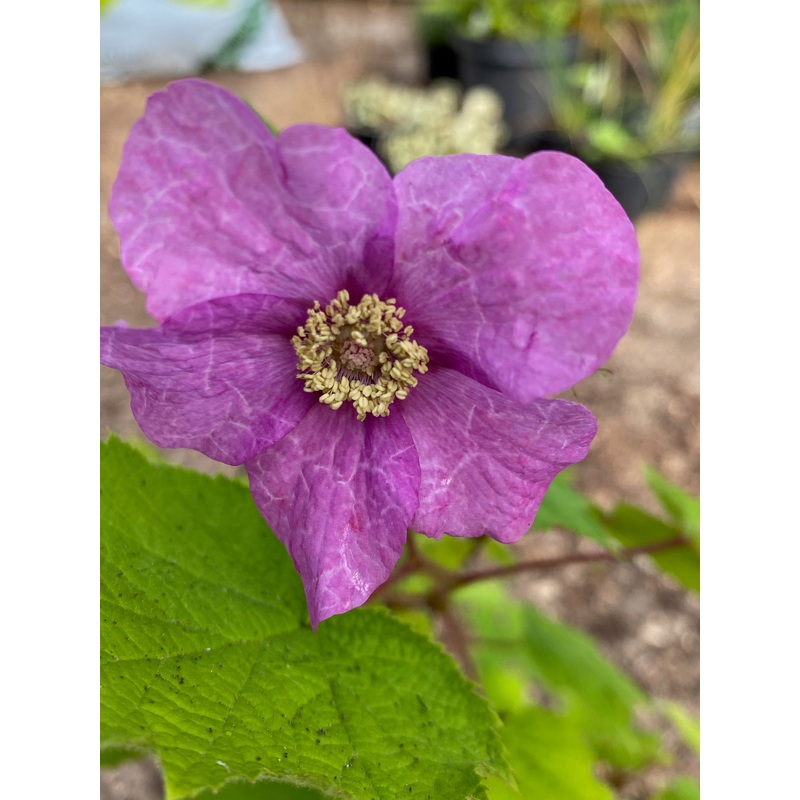 Rubus odoratus|3 litre|1 Litre pot