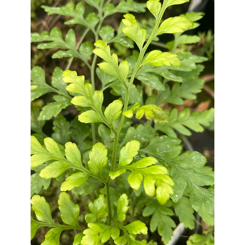 Rumohra adiantiformis|1 litre|2 Litre Pot