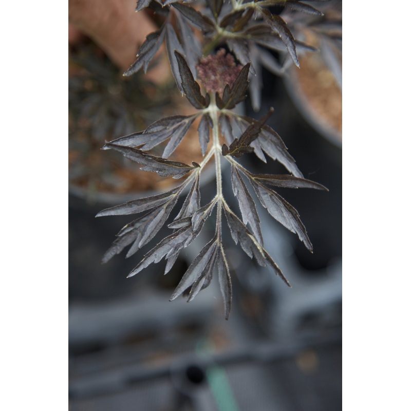 Sambucus nigra Black Lace (Eva)