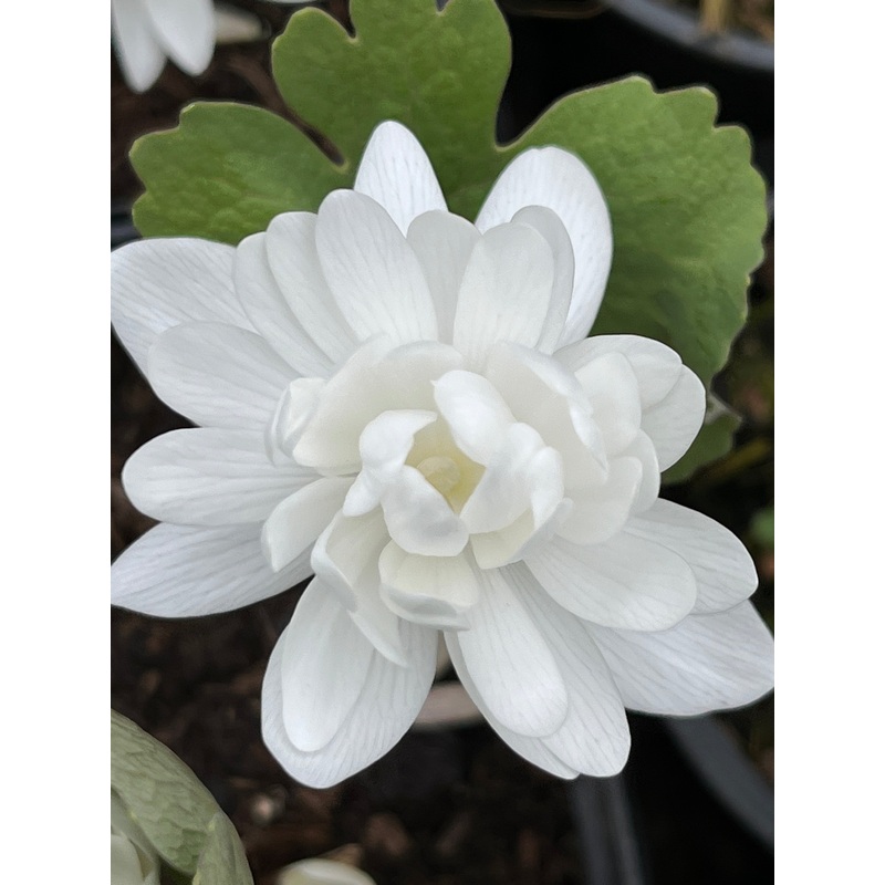 Sanguinaria canadensis f. multiplex ‘Plena’