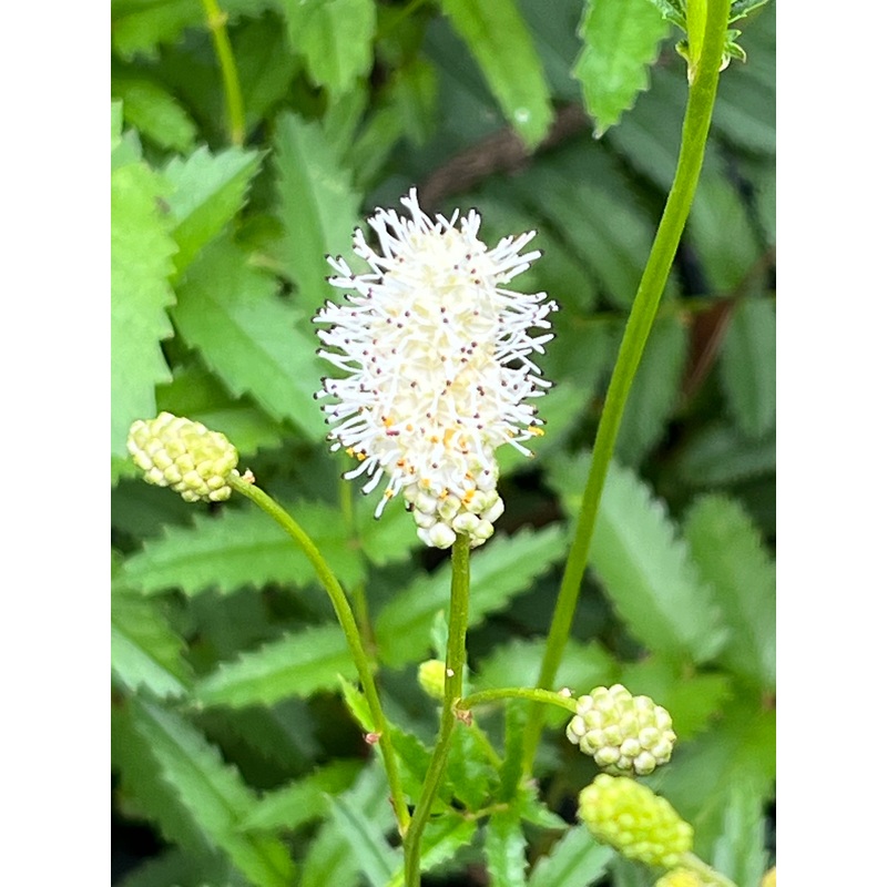 Sanguisorba ‘Chinese Winter’|1 Litre pot