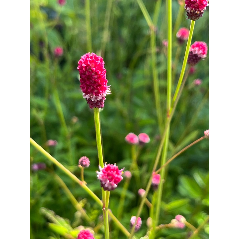 Sanguisorba officinalis Beetlewings AGM