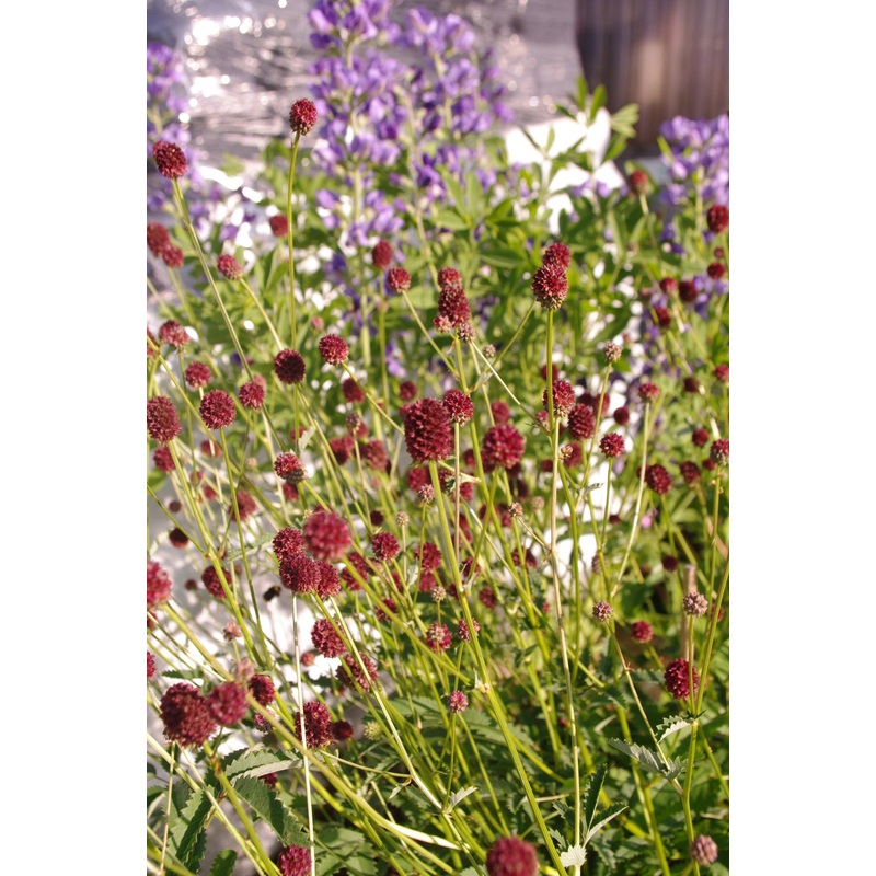 Sanguisorba officinalis Tsetseguun