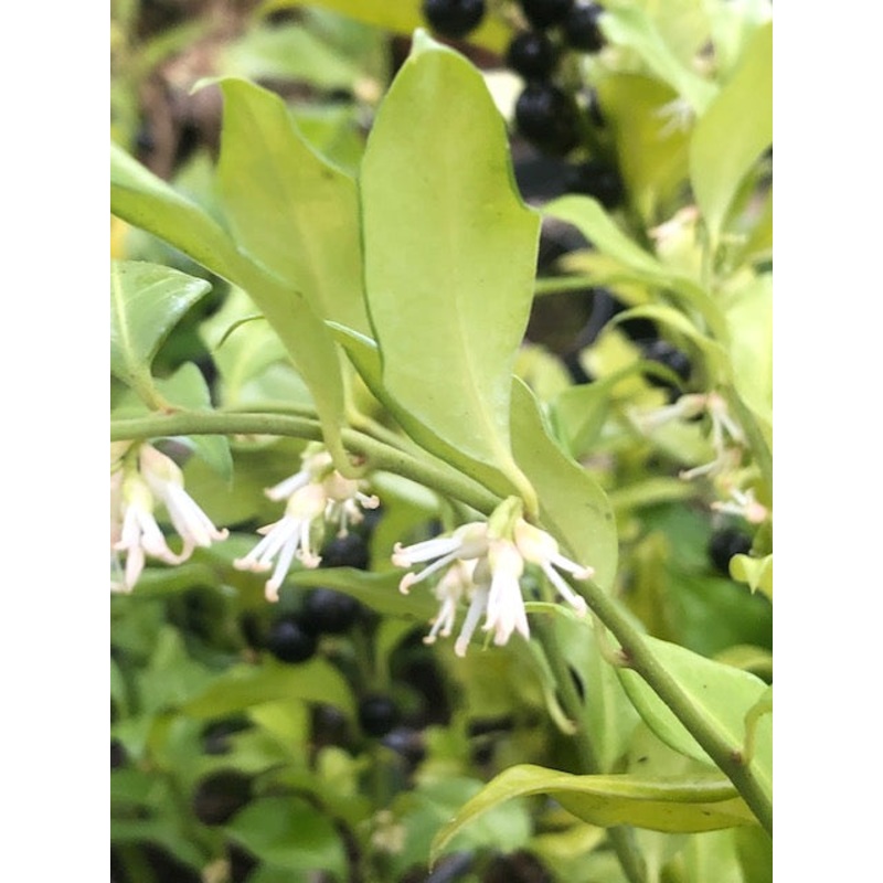 Sarcococca hookeriana ‘Purple Gem’