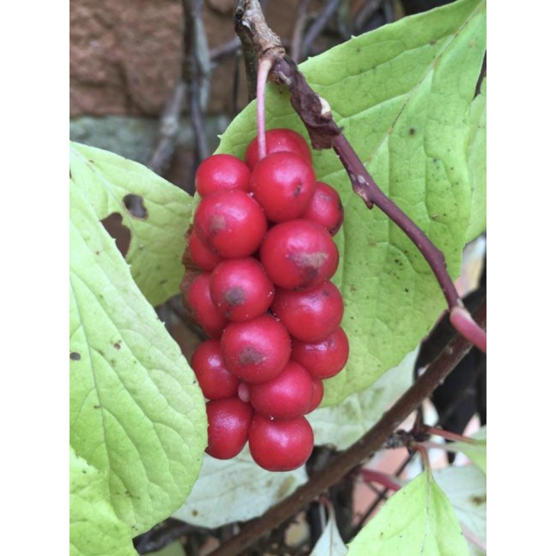 Schisandra chinensis Bere|4 litre pot|2 Litre|1 Litre pot