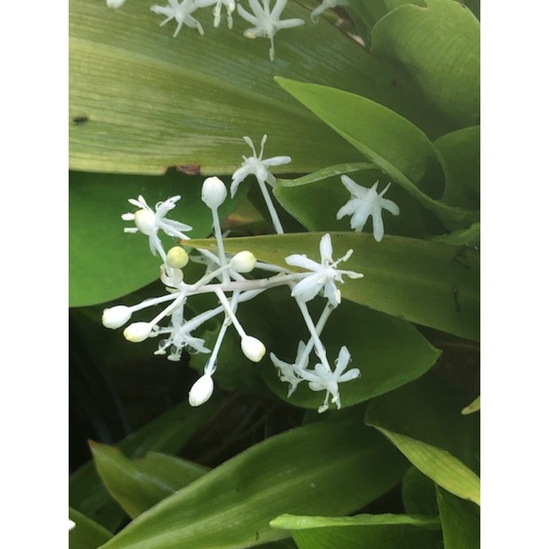 Speirantha gardenii (syn. convallarioides)