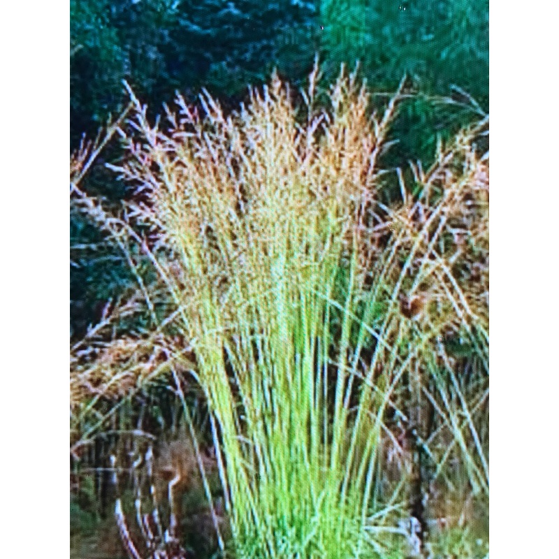 Stipa gigantea ‘Goldilocks’|2 litre pot|1 Litre pot