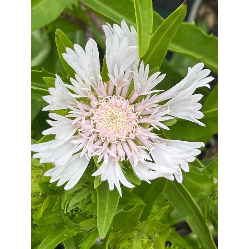 Stokesia laevis Alba|2 Litre