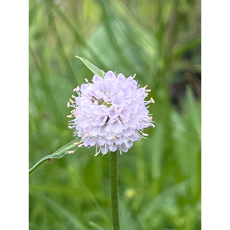 Succisella inflexa|2 Litre