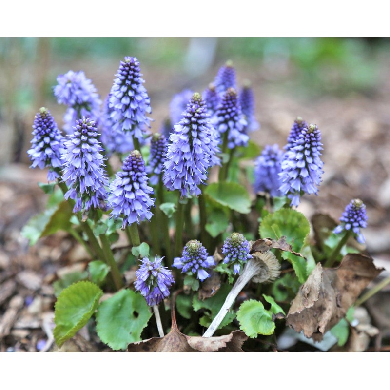 Synthyris missurica var. stellata