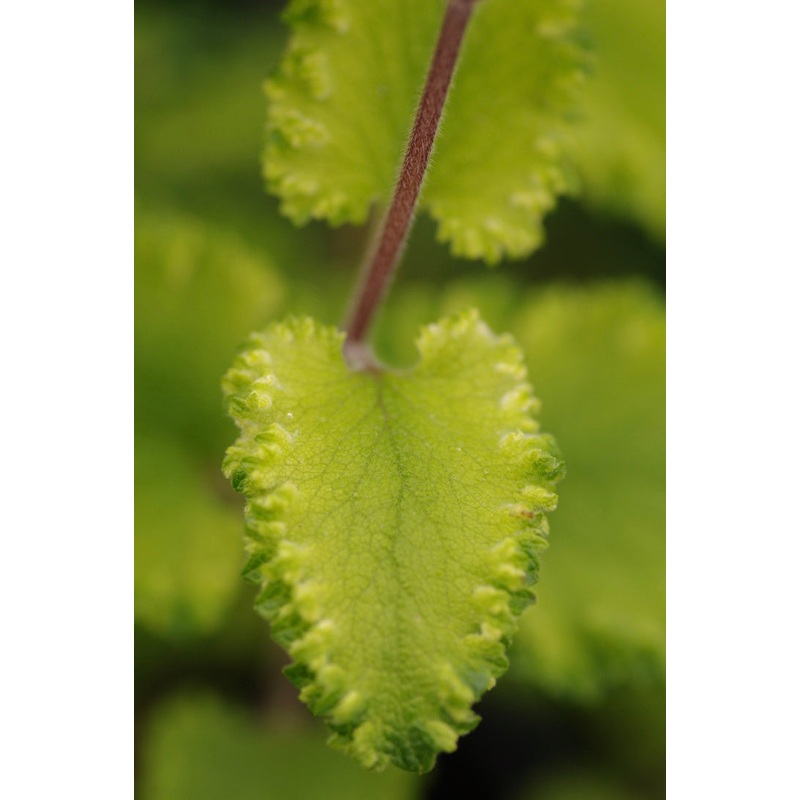 Teucrium scorodonia Crispum|9 cm pot|1 Litre pot|2 litre pot