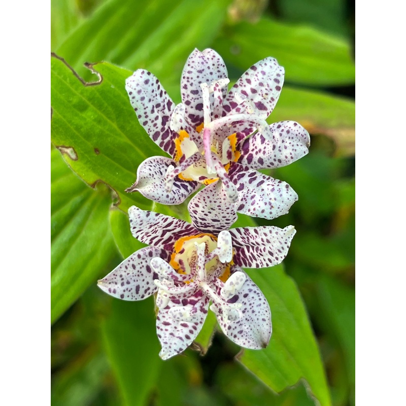 Tricyrtis hirta Myazaki’|1 Litre pot|9 cm pot|2 Litre pot