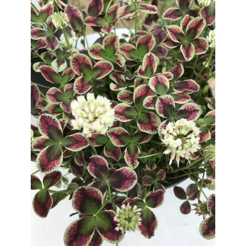 Trifolium repens Estelle’|9 cm pot|1 Litre Pot